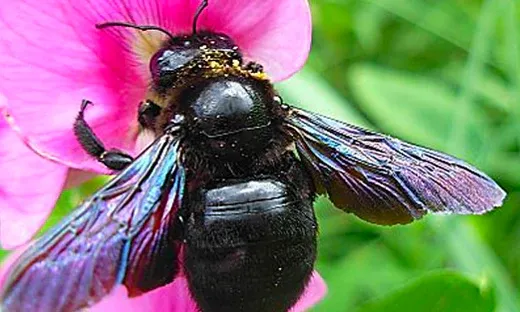 Mallikarjuna Magic – The 2nd Jyotirlinga